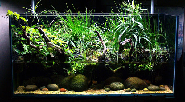 120-gallon Mexico River Riparium