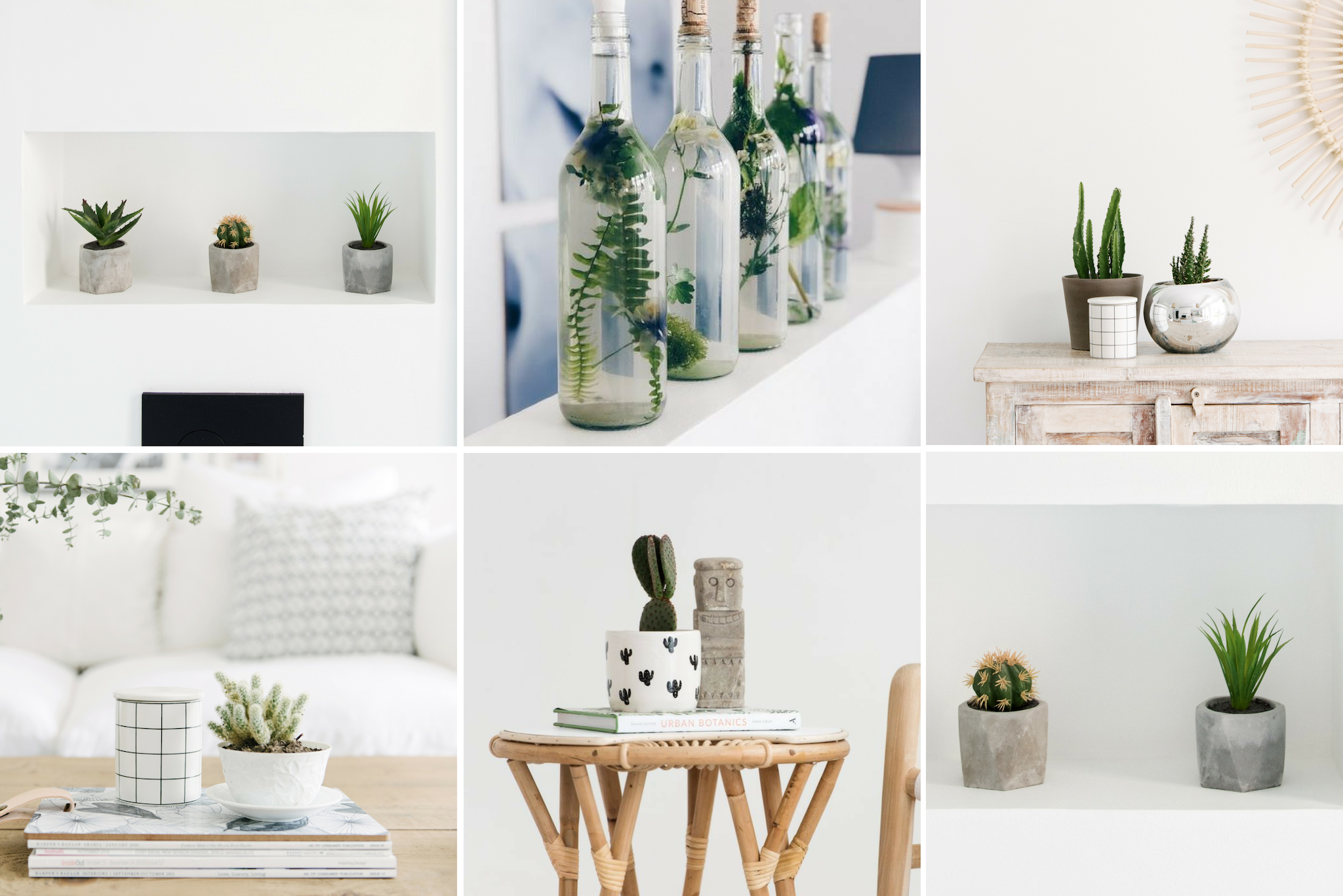 Mini Succulents and Cacti