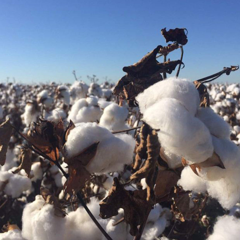 Australian Cotton