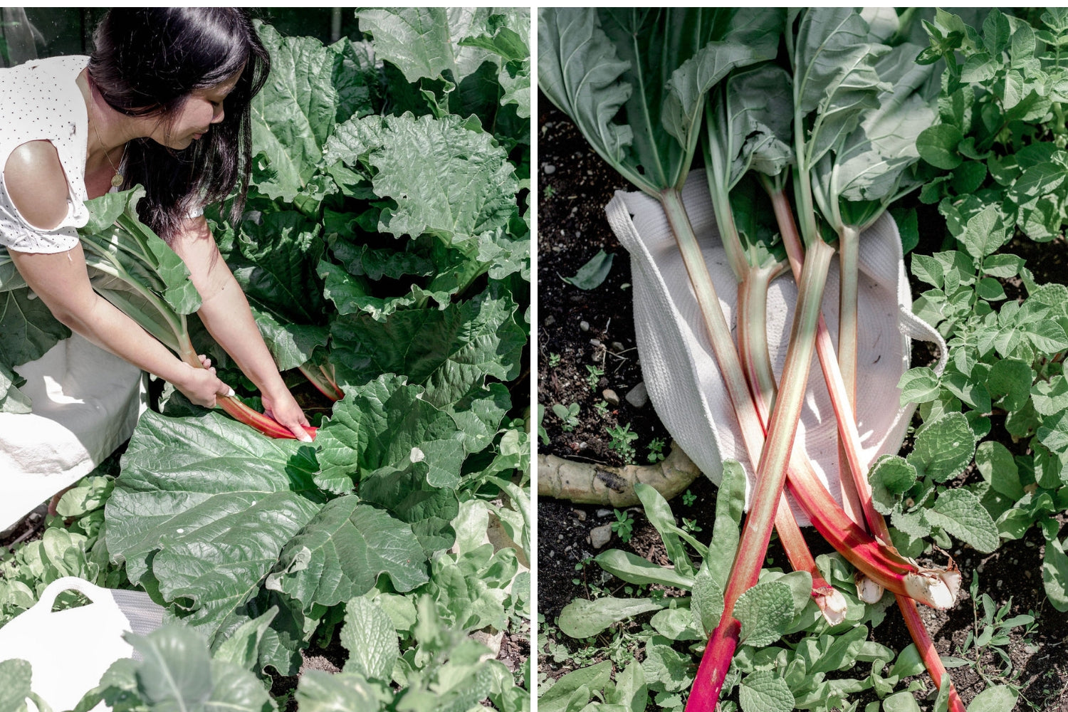 Left image: hands pulling rhubarb stalks from the garden. Right image: rhubarb laying in a garden basket. Right image: