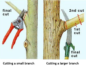 The Best Way to Prune a Branch