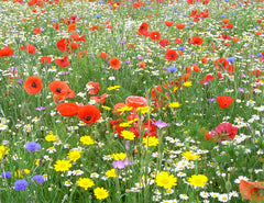 Wildflowers in Great Britain