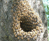 Natural honeybee nest