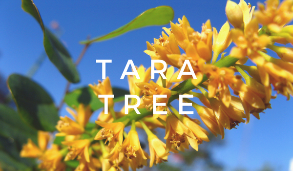 Tara Plant-Based Tanning Agent