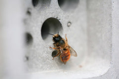 bee + brick