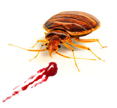 Bed Bug With Blood