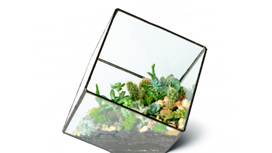 Succulents in a clear glass jar | Aroma Foundry