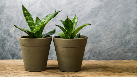 Snake plant essential oil diffuser | Aroma Foundry