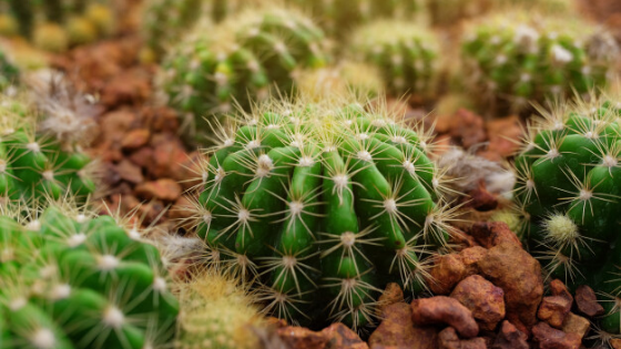Cactus essential oil diffuser | Aroma Foundry