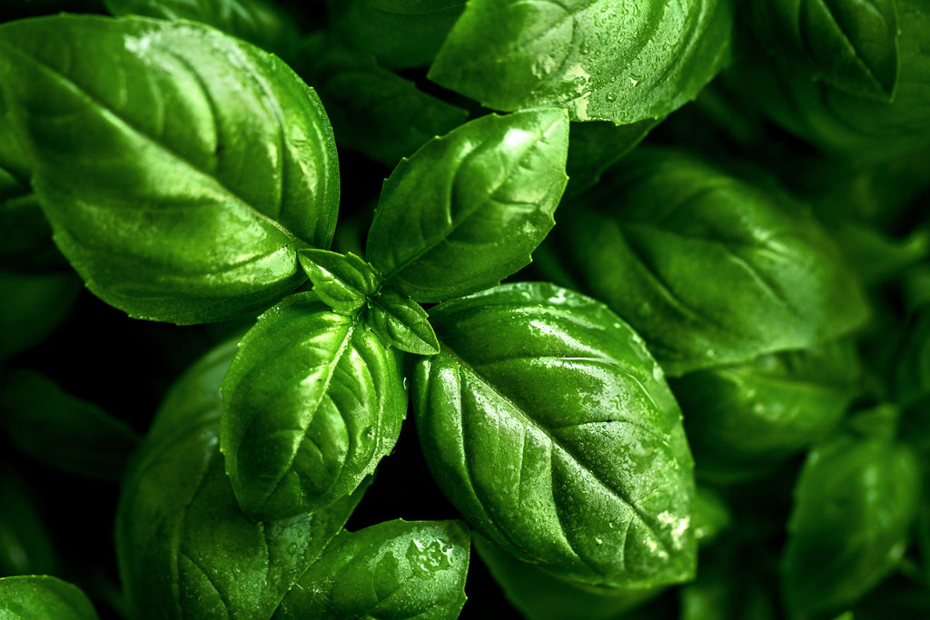 Uses of Basil Essential Oil