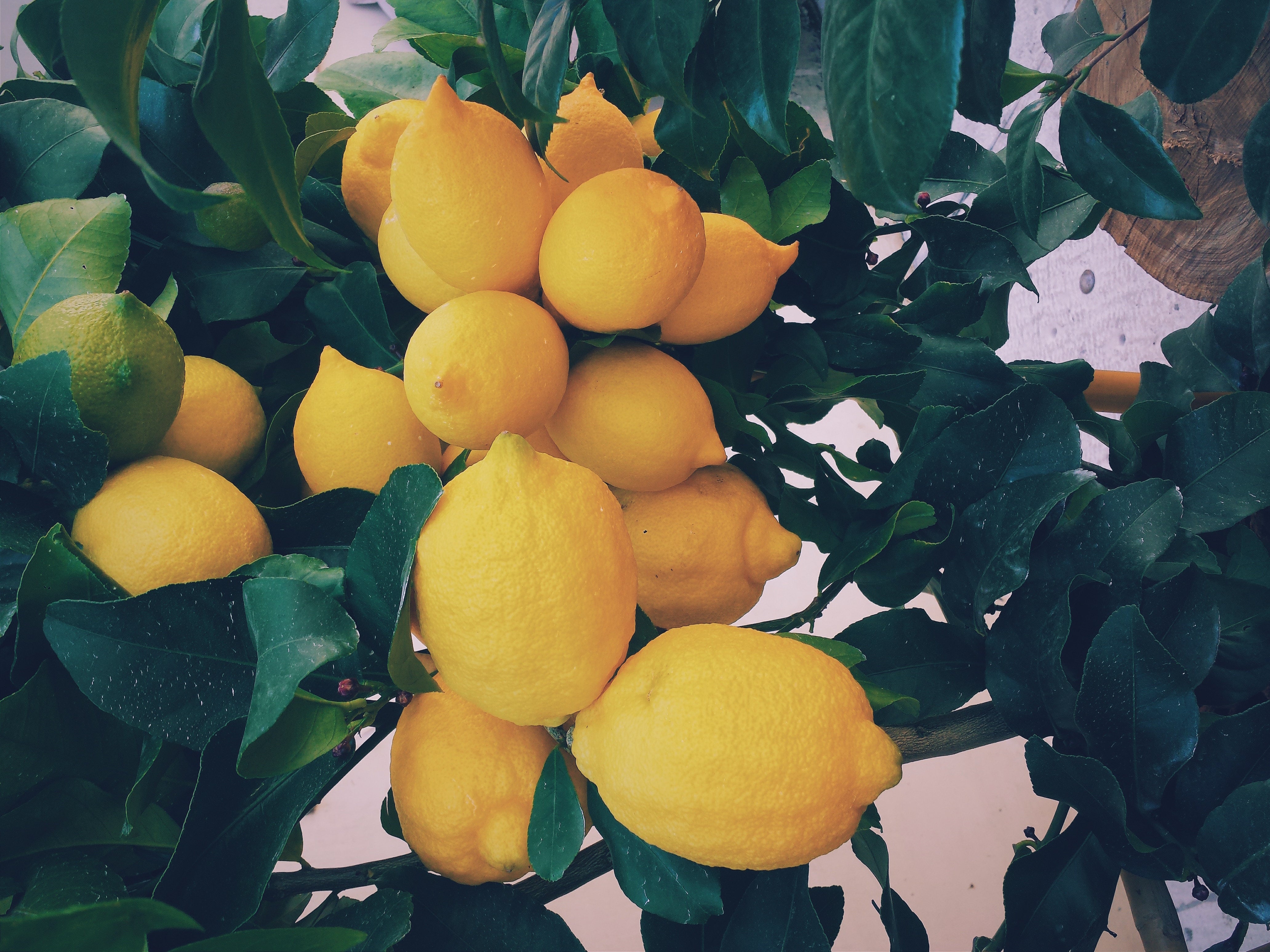 Lemon Peels Are Used to Produce Lemon Essential Oil