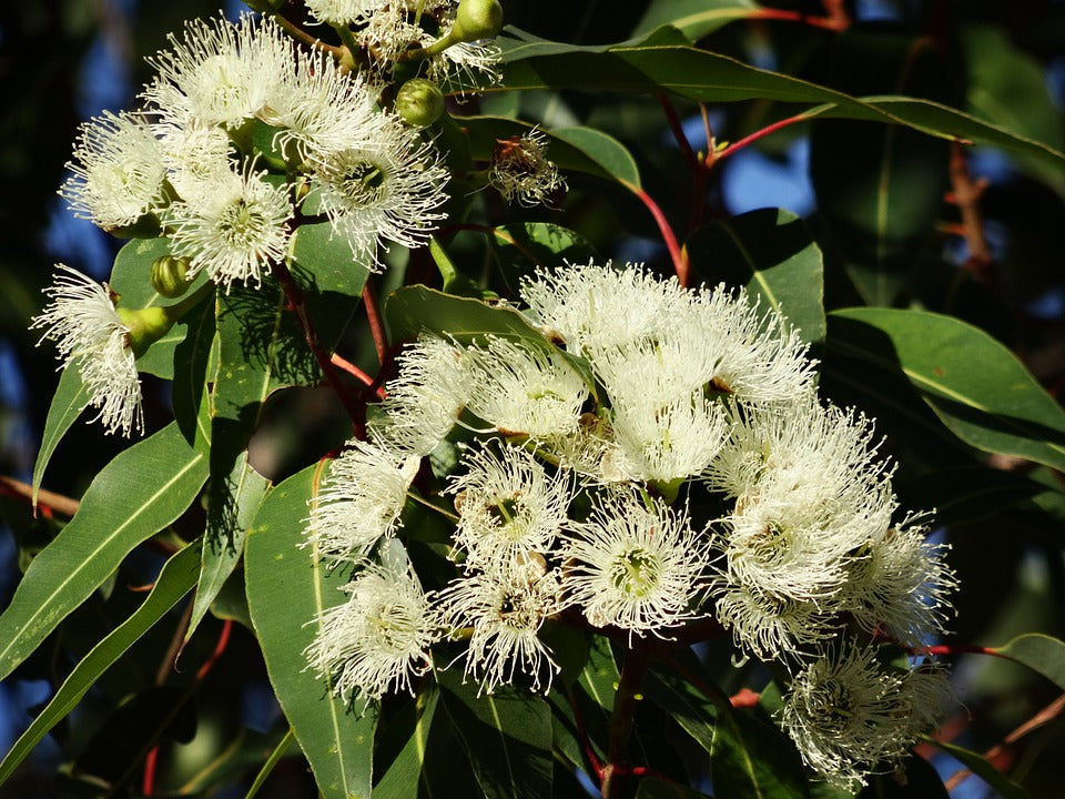 eucalyptus