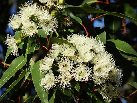 eucalyptus tree with flowers