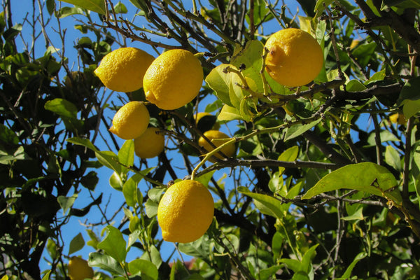 lemon essential oil