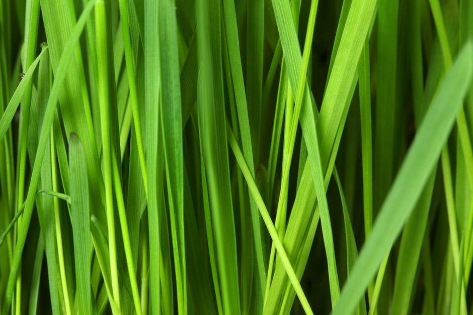Lemongrass Essential Oil from Lemongrass Leaves Used in Drinks and Dishes