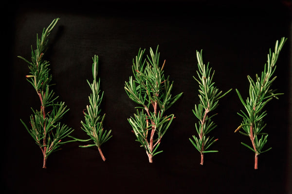 rosemary