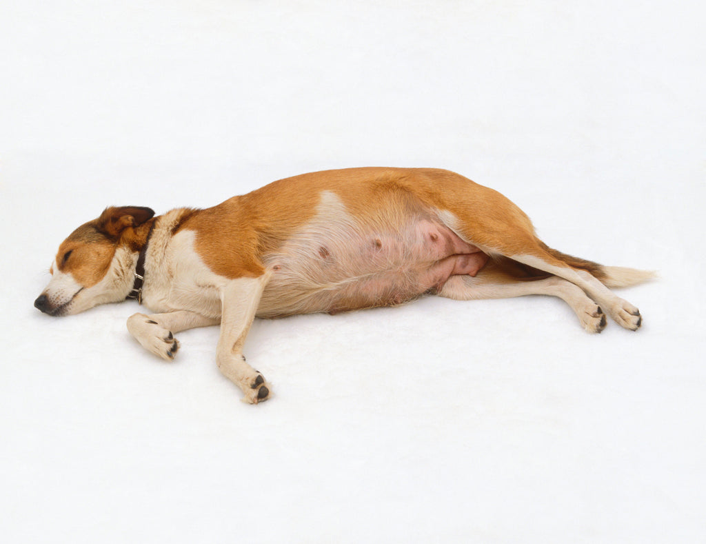 how-to-know-if-your-dog-needs-a-c-section-hearty-pet