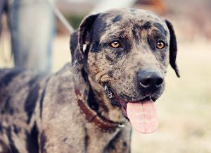 rhodesian ridgeback catahoula mix