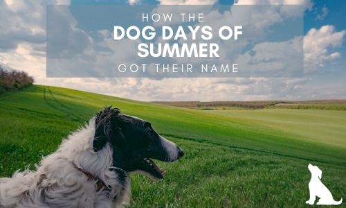 dog-days-of-summer-mendota