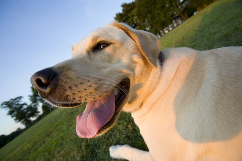 Labrador retriever