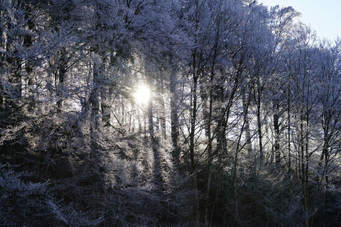 frozen forest