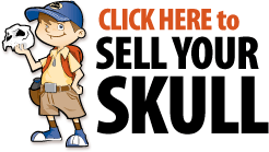 How to sell your human skull