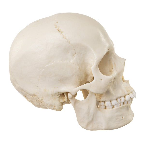 Replica Human Female European / Caucasoid Skull For Sale – Skulls