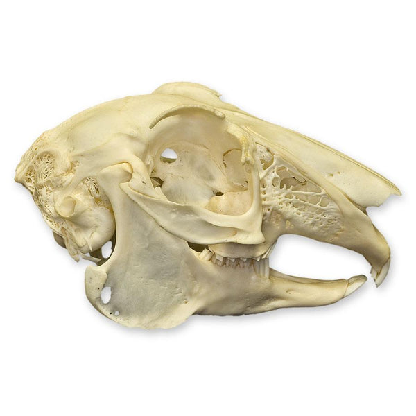 Real European Hare Skull For Sale – Skulls Unlimited International, Inc.