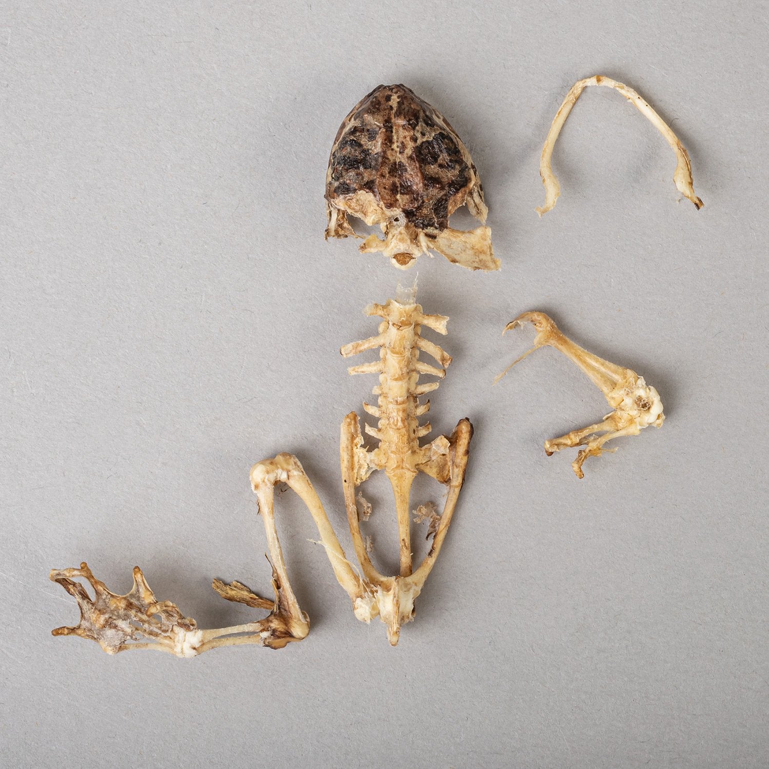 frog skeletal system skull
