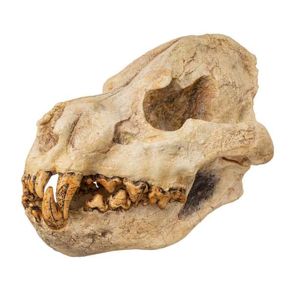 Replica Giant Hyena Fossil Skull For Sale – Skulls Unlimited