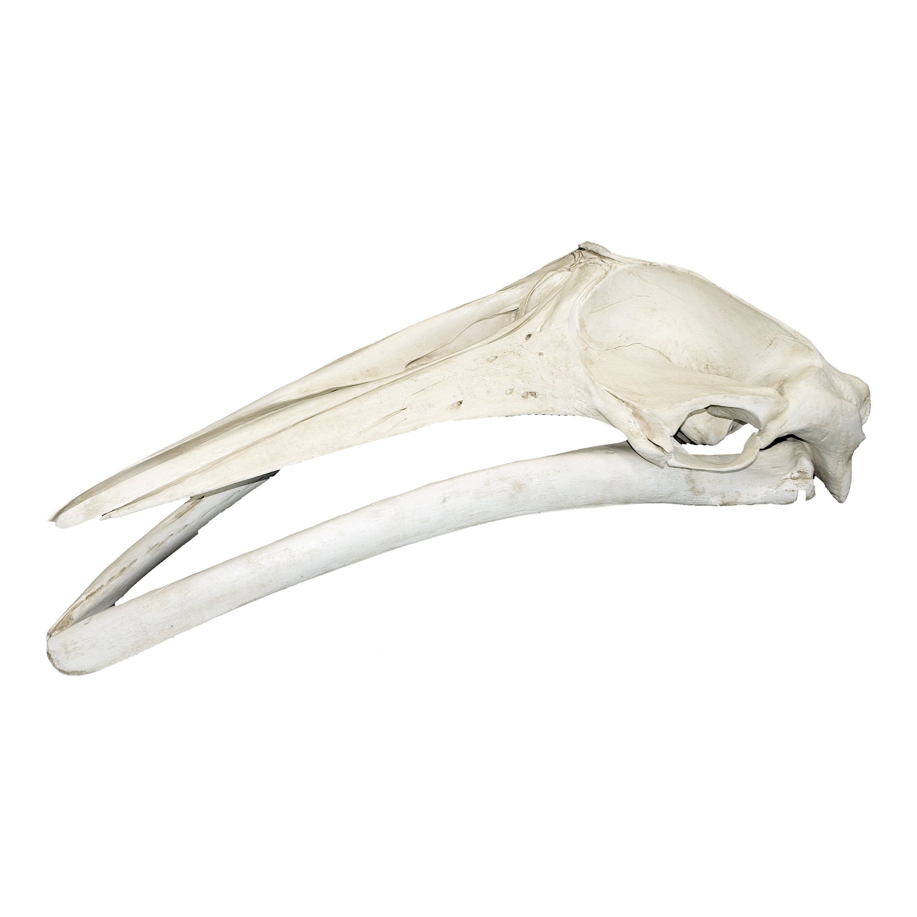 baleen whale skull