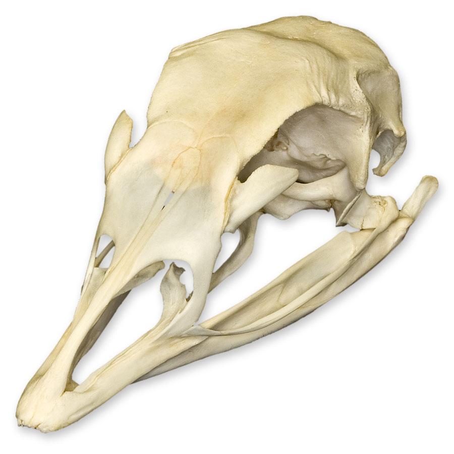 Real Domestic Turkey Skull 
