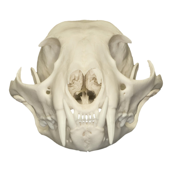 Natural Bone Quality A Canadian Lynx Skull 