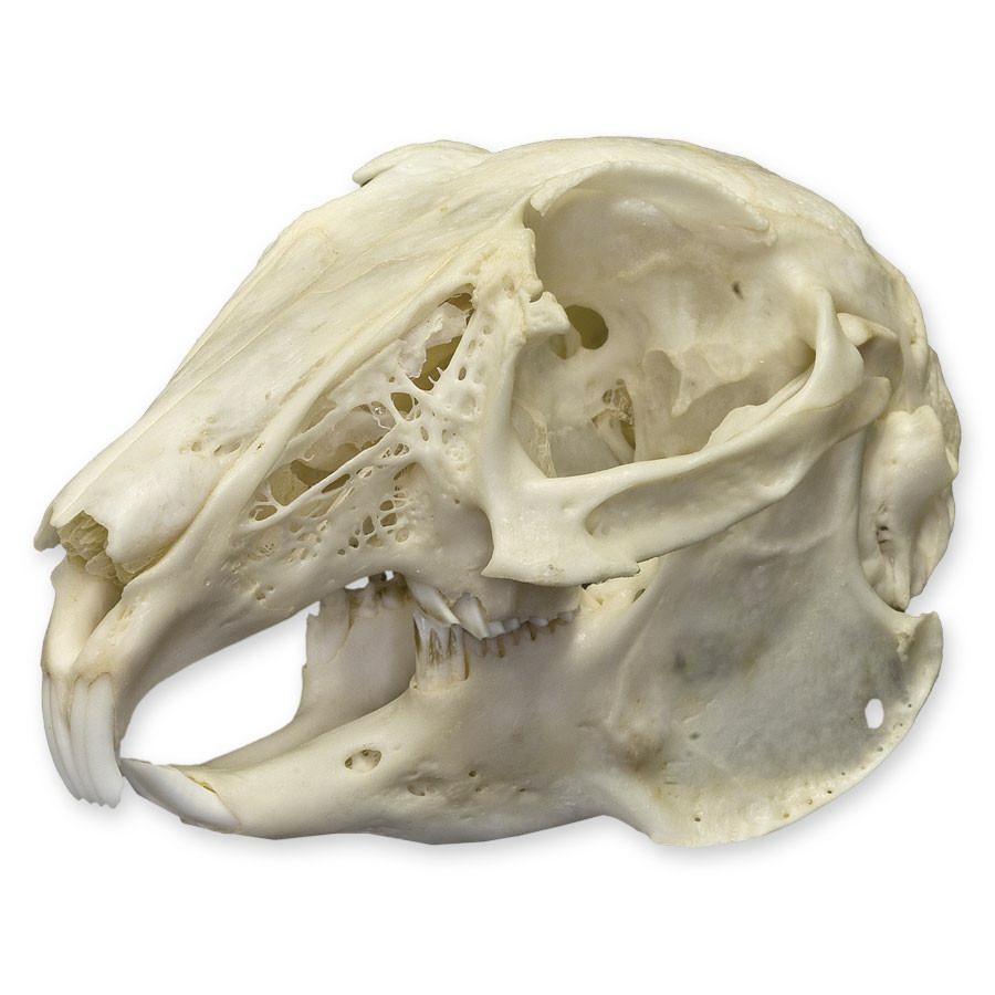 Details about   5Pcs Cottontail Rabbit Skull specimen Animal bone specimen Natural Bone Quality 