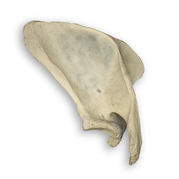 Real Human Scapula For Sale – Skulls Unlimited International, Inc.