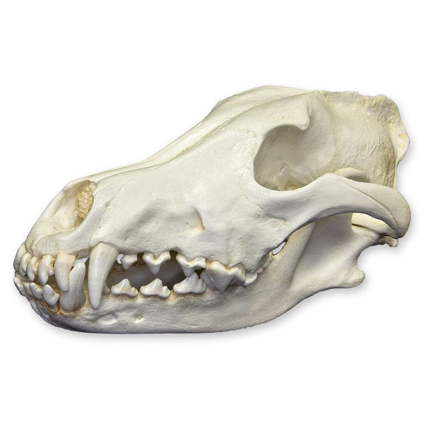 Replica Gray Wolf Skull (Teaching Quality) For Sale – Skulls Unlimited