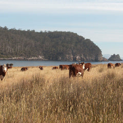 Caring for the environment at Bangor Tasmania