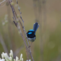 Caring for the environment at Bangor Tasmania