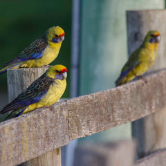 Caring for the environment at Bangor Tasmania