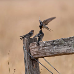 Swallows feeding at Bangor Tasmania