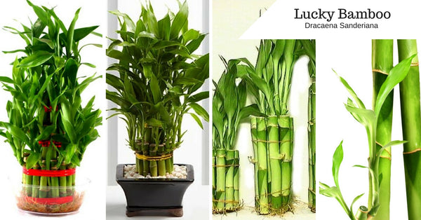 The Lucky Bamboo