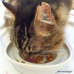 the CAT TONGUE, premium ceramic cat feeding bowl, happy users, Charlie, always clean and fresh