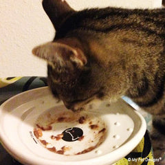 the CAT TONGUE, premium ceramic cat feeding bowl, happy users, Esta, bowl won't move away