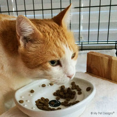 the CAT TONGUE, premium ceramic cat feeding bowl, happy users, Kilo, no more crumbs