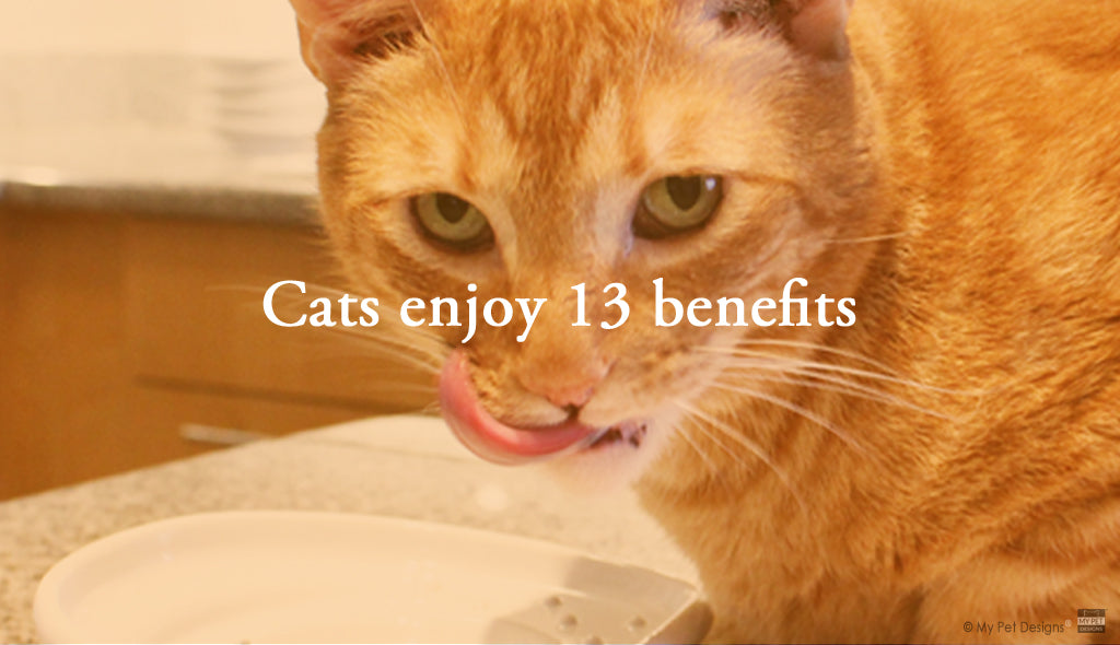 the CAT TONGUE, benefits
