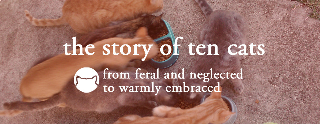 the CAT TONGUE, MY PET DESIGNS, about us, story of ten cats and owner
