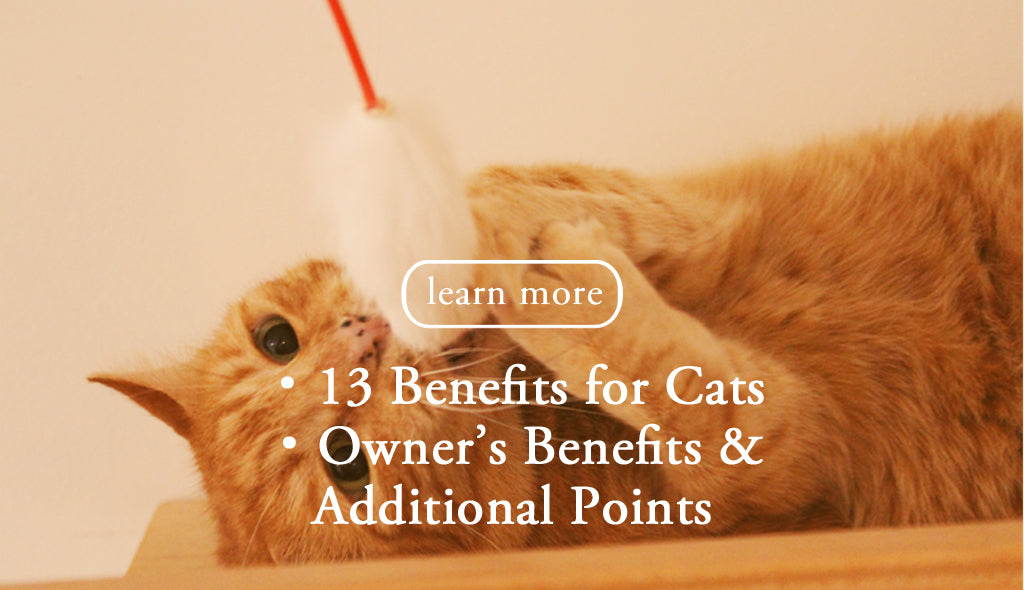 the CAT TONGUE, learn more benefits for cats owners benefits & addiotional points