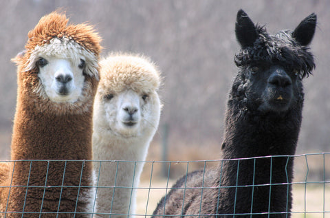 7 Things You Didn’t Know About Alpacas!