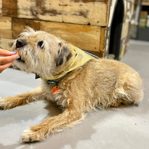 The Grrreat Amy Mattingly Gold Dog Bandana - DOGHOUSE