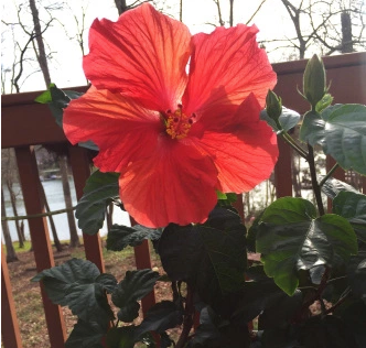 Hibiscus